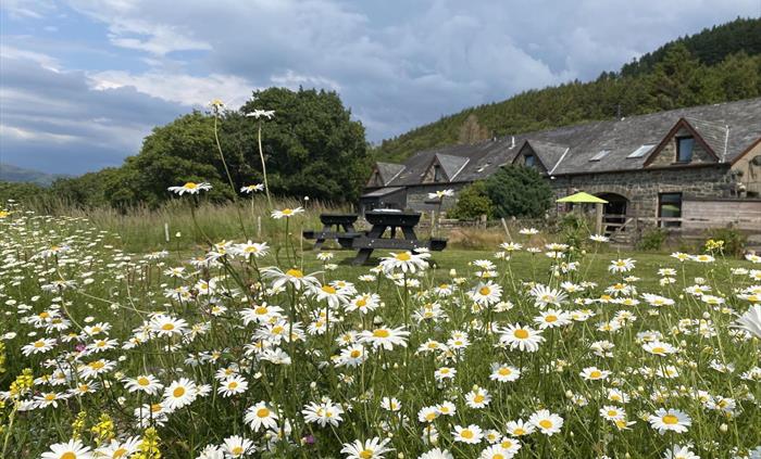 Snowdonia holiday cottages with daisies